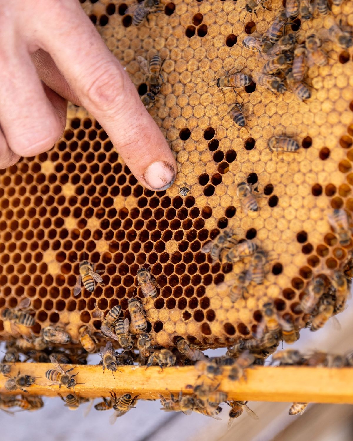 @tucka.bee working her magic with the bees and teaching the next generation of b…