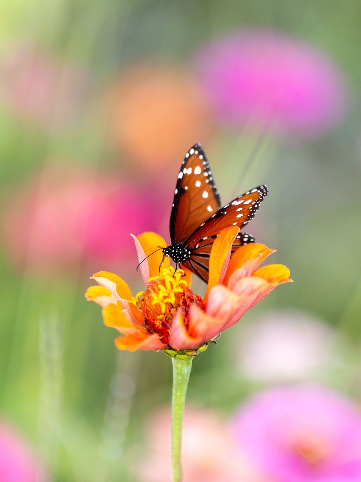 Almost done editing the @floridapermaculture photos!