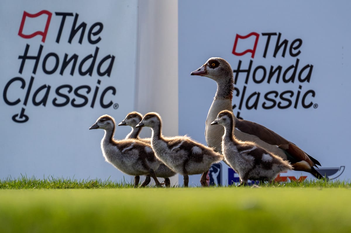A mother Egyptian goose and her goslings walk across a grassy area in front of a white sign with black text reading 'The Honda Classic' and a red flag logo.