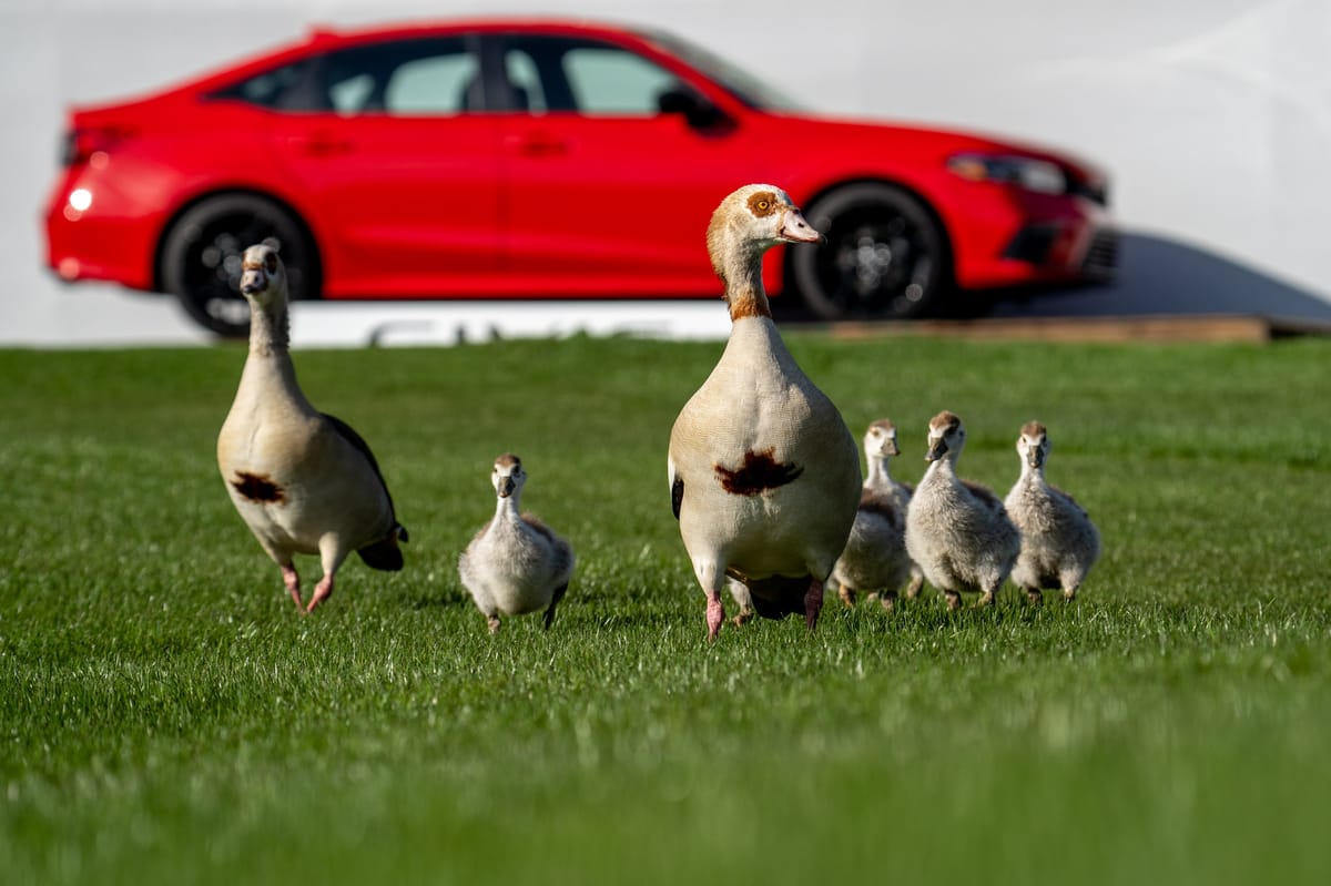 A group of ducks walking on a grassy field with a red car in the background.
